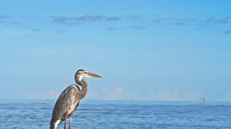 Great blue heron on the jetty rocks at Clearwater